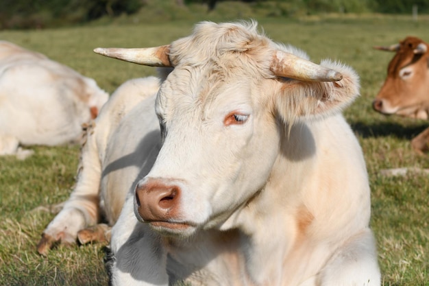 Alpine beige Kuh, die auf dem Gras stillsteht