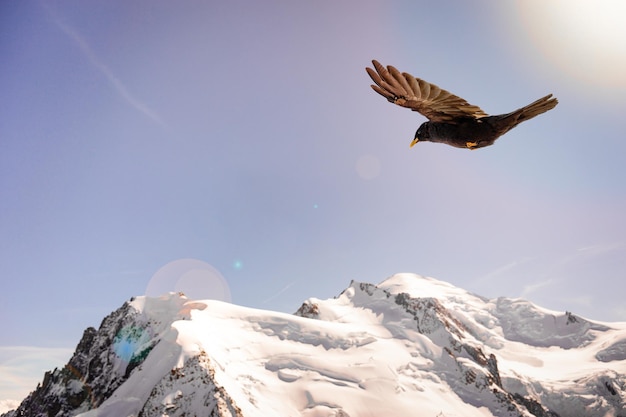 Alpine Chough Pyrrhocorax graculus volando contra las montañas de los Alpes