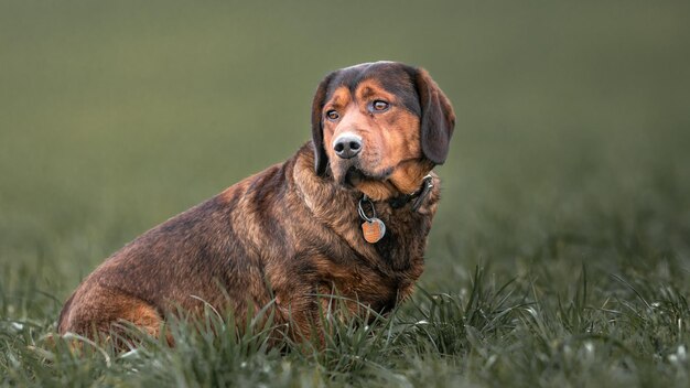 Alpine Dachsbracke