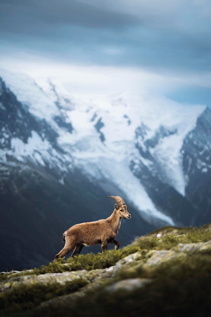 Alpine ibex nos Alpes franceses