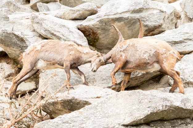 Alpine Ibex