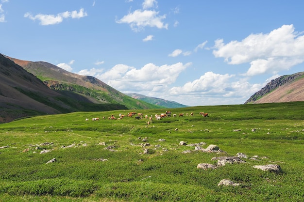 Alpine Kühe weiden am grünen Hang des Hochgebirges Gruppe von Kühen in der Ferne auf einer grünen Weide vor dem Hintergrund der Berge