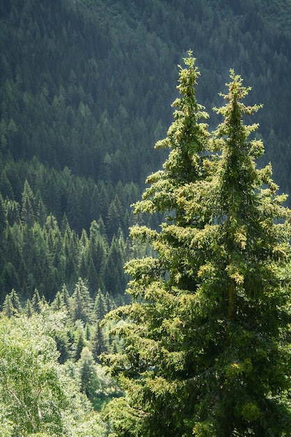 Foto alpine tannen mit dichter waldstruktur