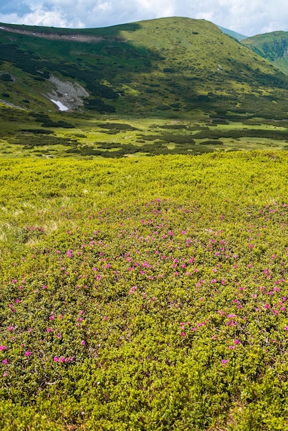 Alpine Wiesenlandschaft im Sommer