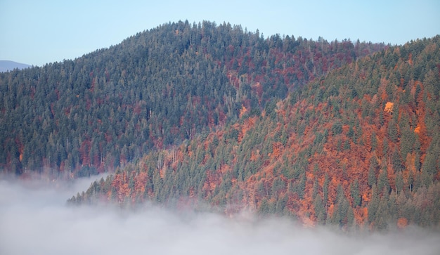 Alpiner Herbstlaubwald über den Wolken