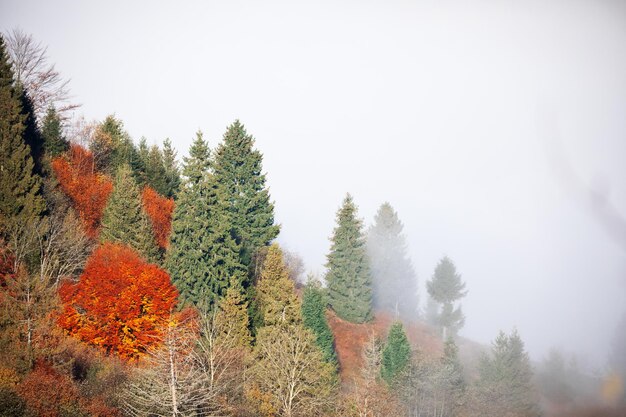 Foto alpiner herbstlaubwald über den wolken