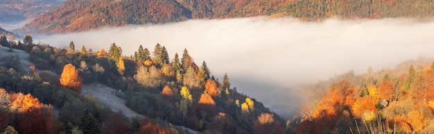 Alpiner Herbstlaubwald über den Wolken