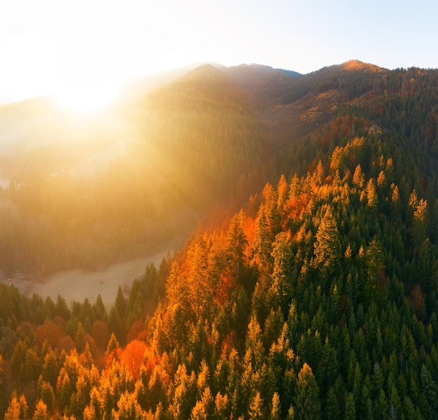 Alpiner Herbstlaubwald über den Wolken