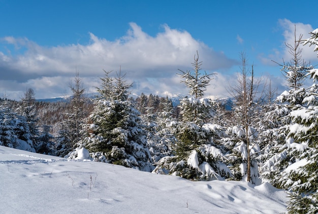 Alpiner schneebedeckter Wintertannenwald mit Schneeverwehungen