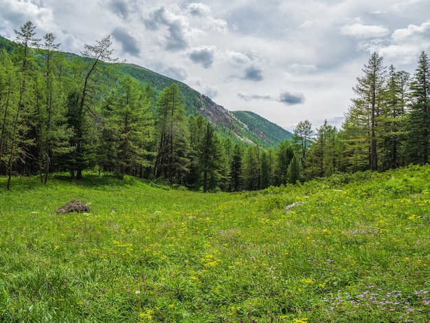 Alpines Sommerhochland mit üppiger Vegetation Bergalpenwald