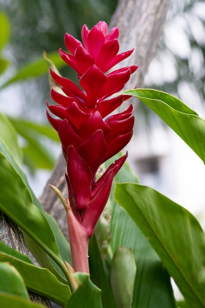 Alpinia purpurata ou gengibre vermelho close-up. Foco seletivo