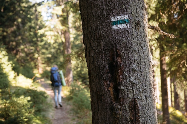 Alpinista com mochila na trilha marcada na floresta