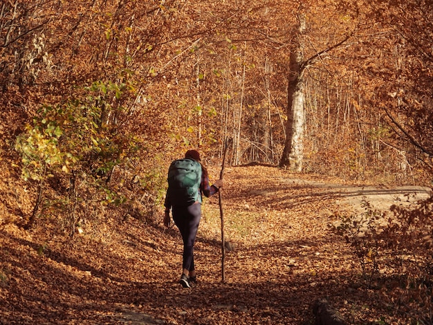 Alpinista feminina na estrada rural perto da floresta de montanha