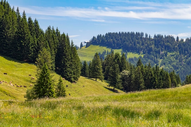 Alrededor de Immenstaedter Horn en Baviera