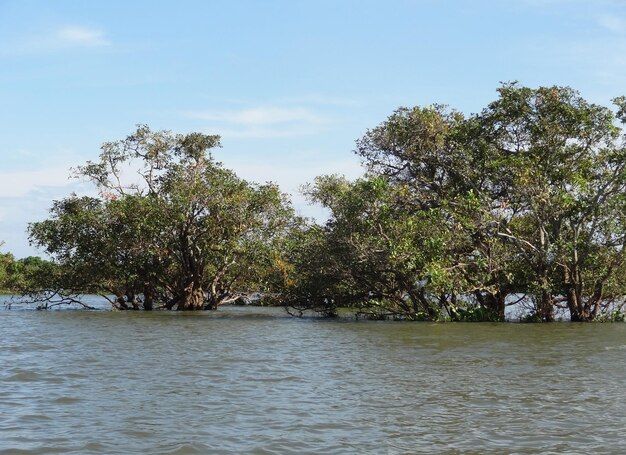 alrededor de Tonle Sap