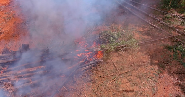 Als ein Lauffeuer ausbrach, wurden umgestürzte Bäume mit atmosphärischer Katastrophe auf dem Boden verbrannt