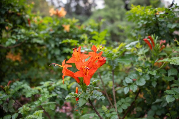 Alstroemeria, allgemein als peruanische Lilie oder Lilie der Inkas bezeichnet