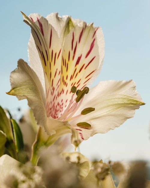 Alstroemeria Blume Nahaufnahme auf hellem Hintergrund