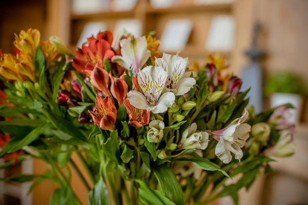 Alstroemeria, flores de alstroemeria multicolor.