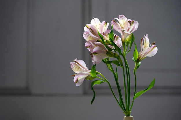 Alstroemeria flores cor de rosa abstraem o espaço da cópia do fundo floral