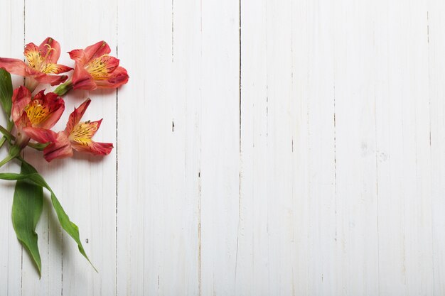 Alstroemeria flores em branco de madeira backgrond