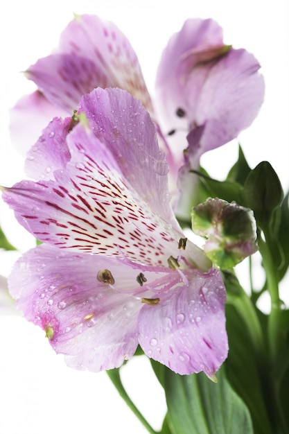 Alstroemeria flores violeta