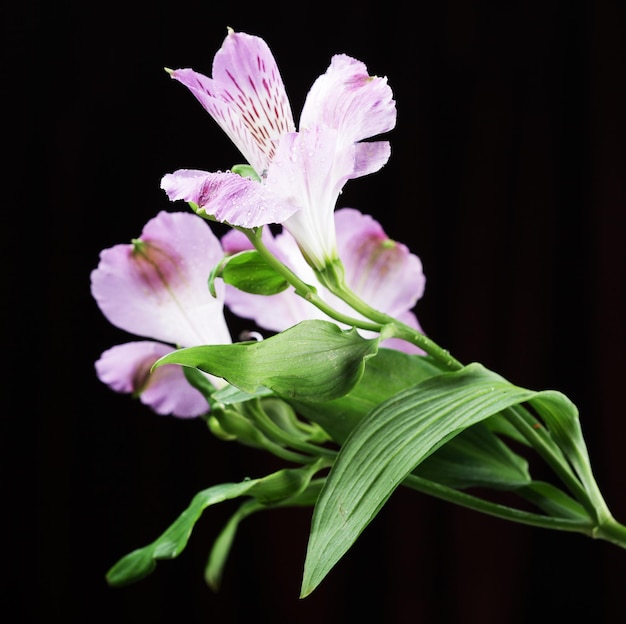 Alstroemeria flores violeta