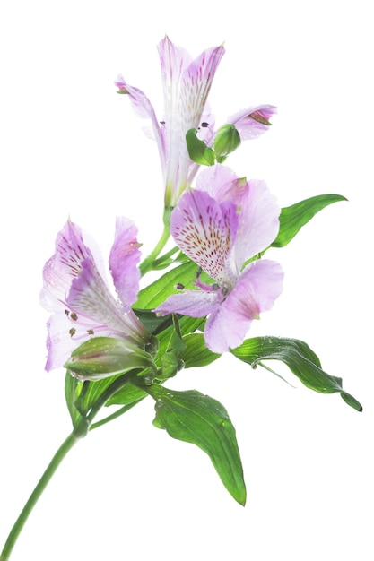 Alstroemeria flores violeta