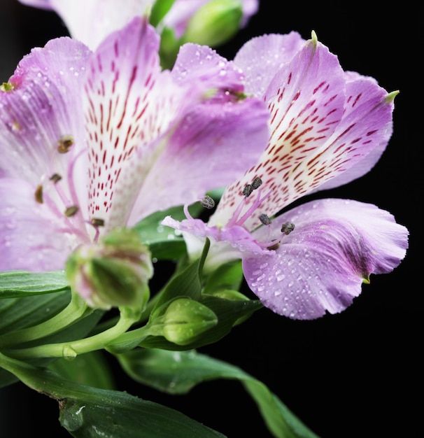 Alstroemeria flores violetas