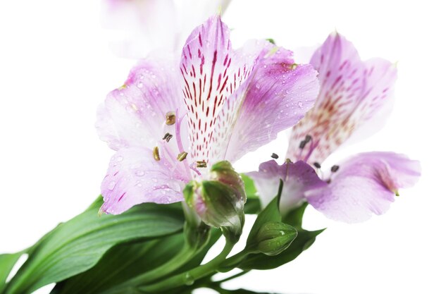 Alstroemeria flores violetas