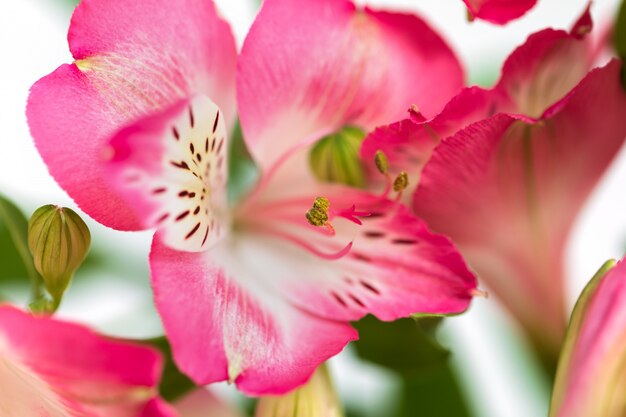 Alstroemeria flores