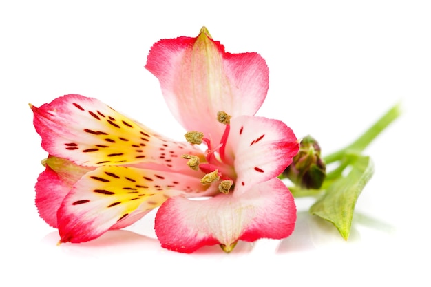 Alstroemeria rosa aislado en blanco