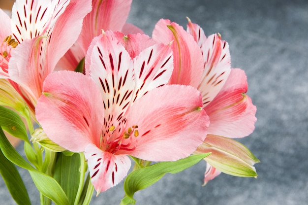 Alstroemeria rosa, close-up em cinza