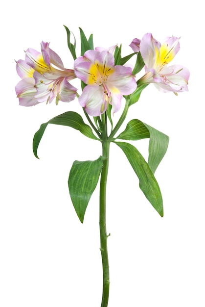 Alstroemeria