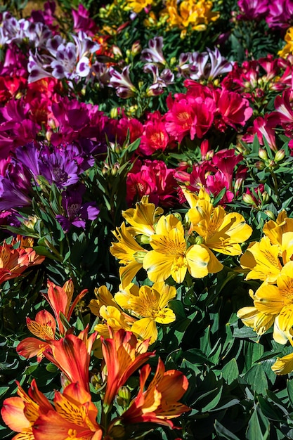 Alstroemerias multicolores en el mercado de flores de primavera como hermoso fondo natural