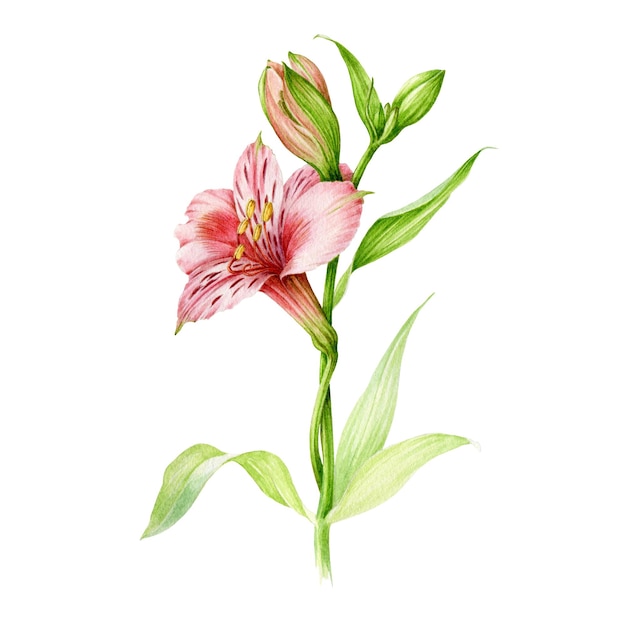 Alstromeria rosa Blume Aquarellillustration Handgezeichnete zarte Blume mit grünen Blättern