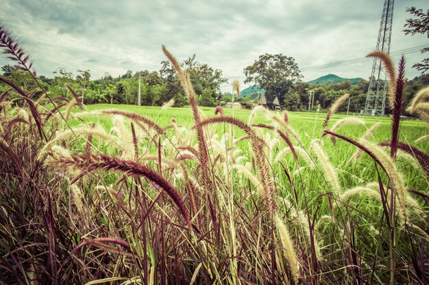 alta ebulição com paisagem verde e efeito vintage