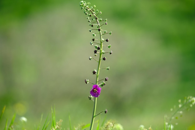 Alta flor morada sobre un fondo verde suave al aire libre primer plano macro plantilla de borde de primavera verano