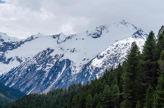 Alta montaña con nieve y bosque