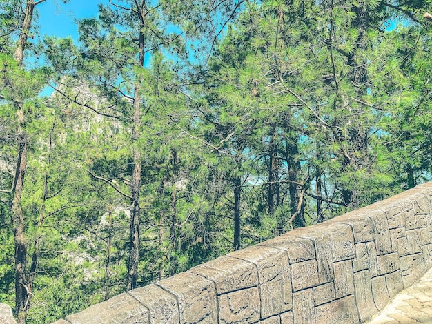 Alta montaña en un país tropical árboles altos crecen en el bosque de pinos y abetos de montaña