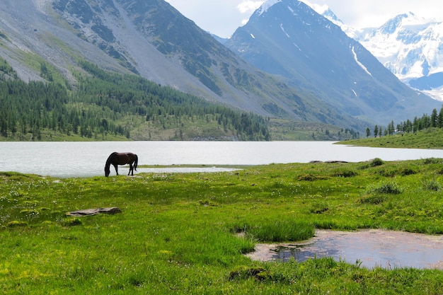 Altai-Berge Landschaft