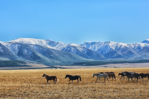 Altai-Gebirgslandschaft, Panoramaherbstlandschaftshintergrund, Fallnaturansicht