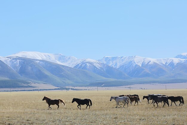 Altai-Gebirgslandschaft, Panoramaherbstlandschaftshintergrund, Fallnaturansicht