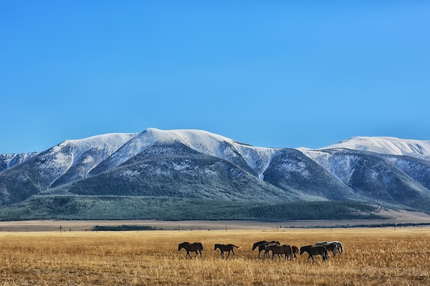 Altai montaña paisaje montañas fondo vista panorámica