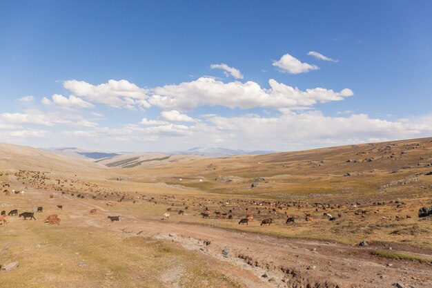 Altai Tavan Bogd Nationalpark in Bayar-Ulgii, Mongolei.