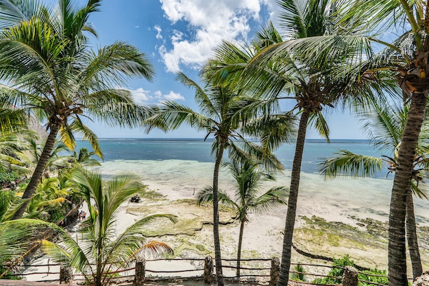 Altas árvores de coco no fundo de uma bela praia o oceano índico bela costa tropical de mombasa, no quênia