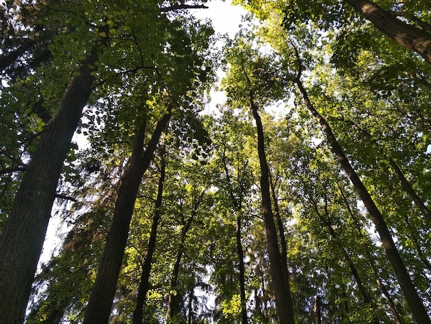 altas árvores velhas no parque verão ensolarado vista inferior do dia