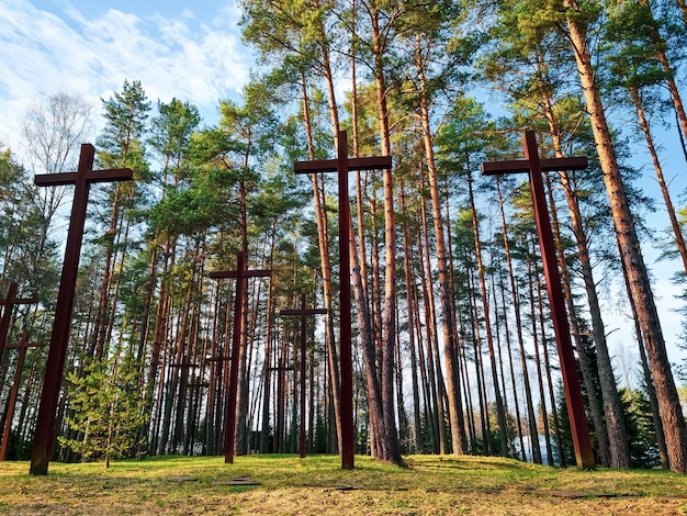 Altas cruces entre los árboles en el cementerio militar polaco Memorial de la Segunda Guerra Mundial