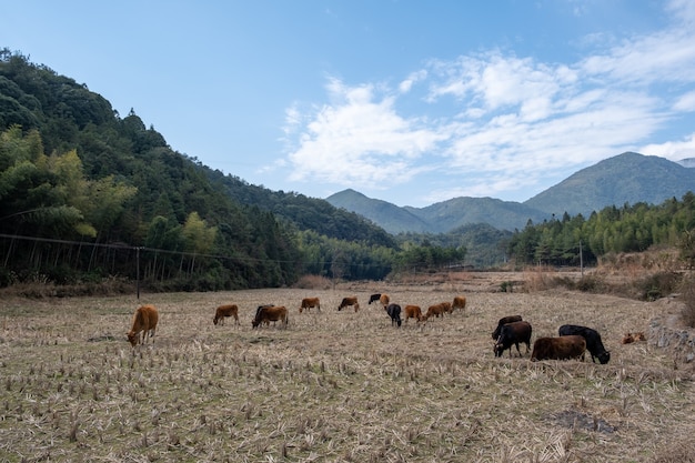 Bajo las altas montañas, en los campos de otoño, un grupo de ganado está comiendo pasto