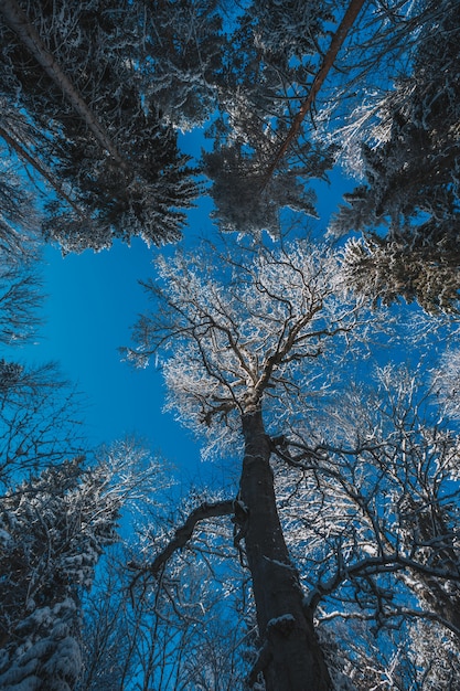 Altas montañas bajo la nieve en invierno